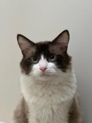 Lost Male Cat last seen PST and 22nd St, Sacramento, CA 95816