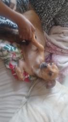 Lost Female Dog last seen 48south bishop, Chicago, IL 60636