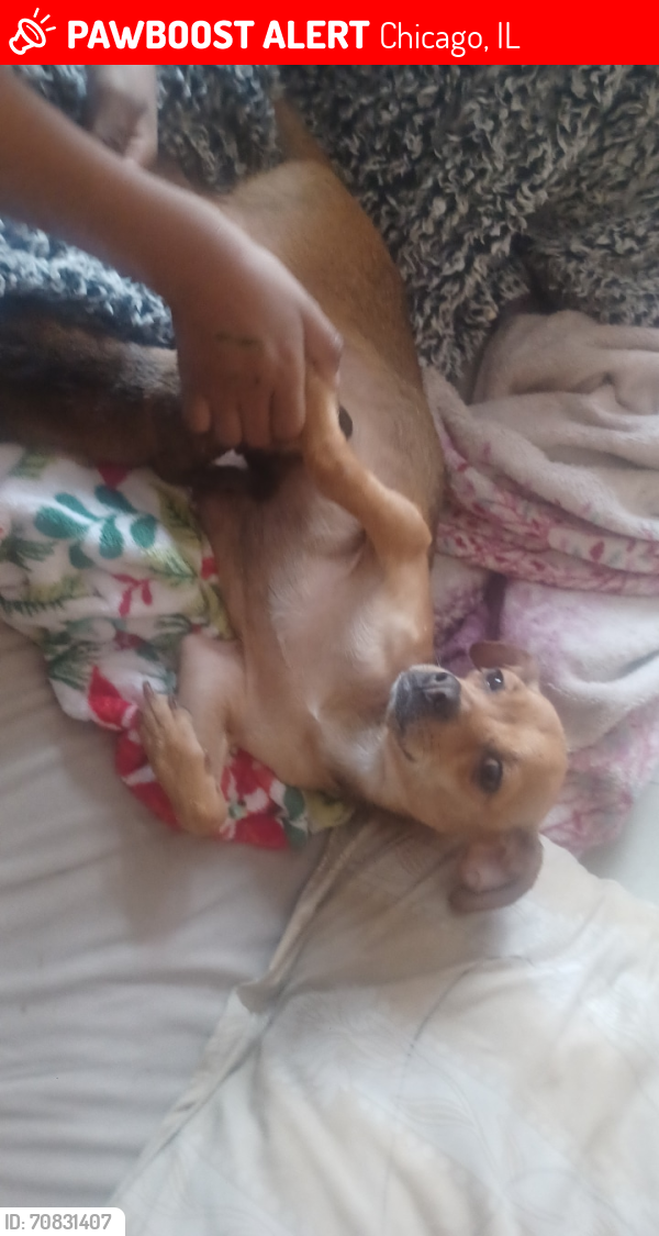 Lost Female Dog last seen 48south bishop, Chicago, IL 60636