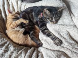Lost Male Cat last seen 154th St , Brush Prairie, WA 98606