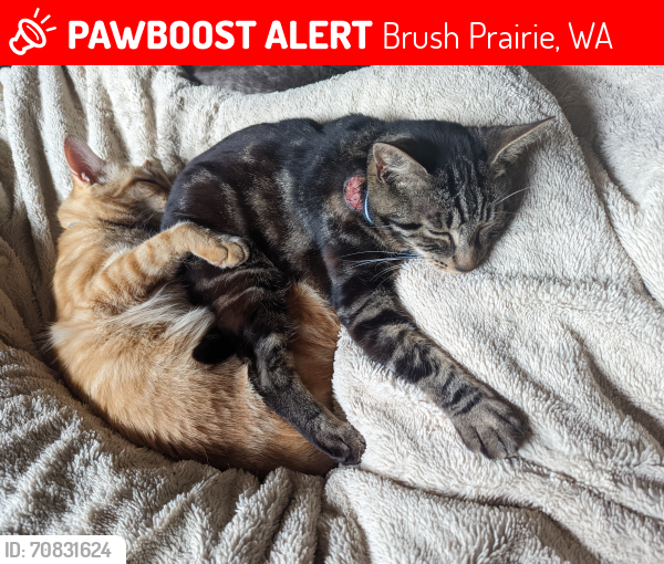 Lost Male Cat last seen 154th St , Brush Prairie, WA 98606