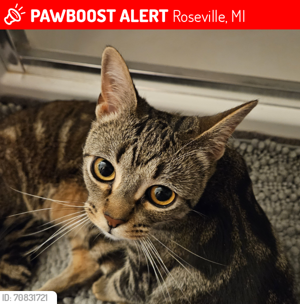 Lost Male Cat last seen 12 mile and utica, Roseville, MI 48066