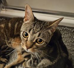 Lost Male Cat last seen 12 mile and utica, Roseville, MI 48066