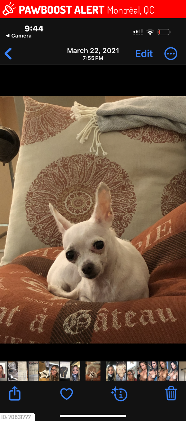 Lost Female Dog last seen Sherbrooke Est and Chapleau, Montréal, QC 