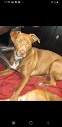 Lost Male Dog last seen Magnolia ests Blvd and Cedar place, Magnolia Estates Blvd, TX 77336