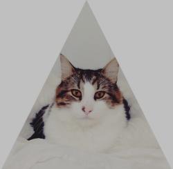 Lost Male Cat last seen Columbia Street and Drake Park, Bend, OR 97703