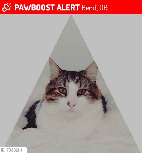 Lost Male Cat last seen Columbia Street and Drake Park, Bend, OR 97703