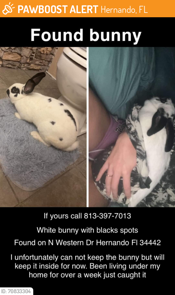 Found/Stray Unknown Rabbit last seen Nikos bar, Hernando, FL 34442