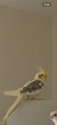 Lost Male Bird last seen Near Vesper Ct, Naperville , Naperville, IL 60564