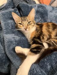 Lost Female Cat last seen Near N 4th St, Dalton Gardens, ID 83815