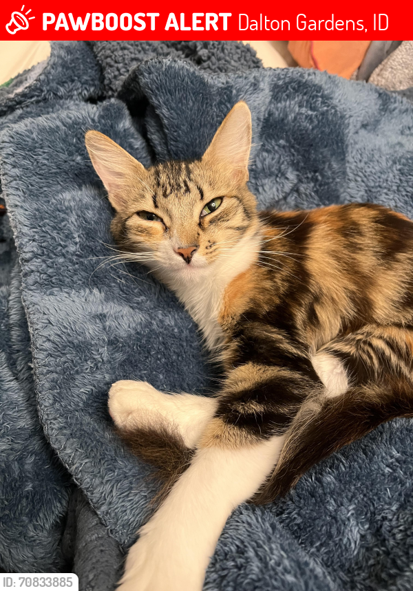 Lost Female Cat last seen Near N 4th St, Dalton Gardens, ID 83815