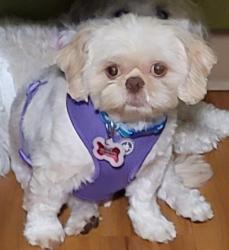 Lost Male Dog last seen Paseo Del Fondo and Vista del Cielo, Santa Fe, NM 87506