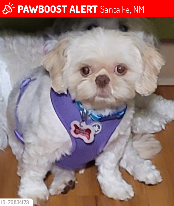Lost Male Dog last seen Paseo Del Fondo and Vista del Cielo, Santa Fe, NM 87506