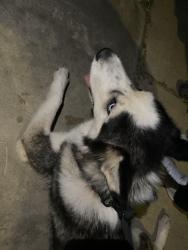 Reunited Unknown Dog last seen Piedra St & Agosto St, San Diego, CA 92154