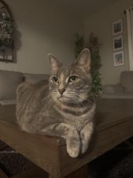 Lost Female Cat last seen In cul de sac of Fallen Leaf St, Missouri City, TX 77459