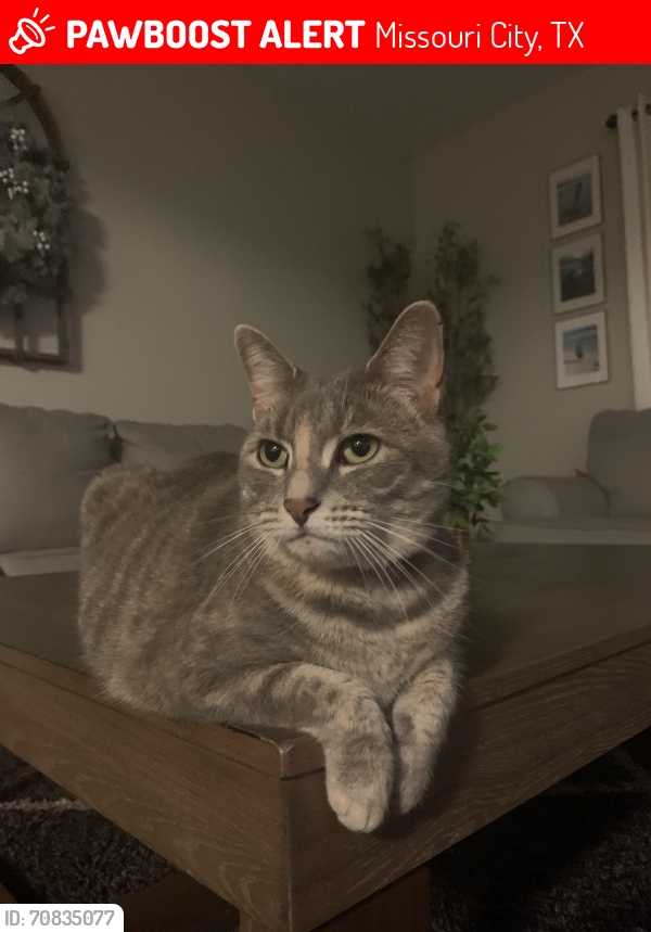 Lost Female Cat last seen In cul de sac of Fallen Leaf St, Missouri City, TX 77459