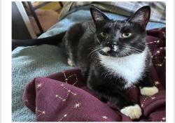 Lost Male Cat last seen Plaistow station , Greater London, England E13 0DN