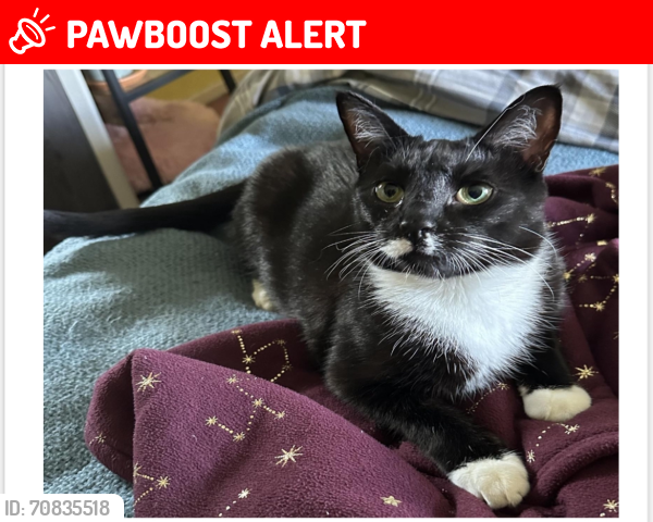 Lost Male Cat last seen Plaistow station, Greater London, England E13 0DN