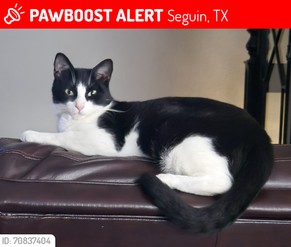 Lost Male Cat last seen Near Monarch Dr, Seguin, TX 78155 , Seguin, TX 78155