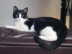 Lost Male Cat last seen Near Monarch Dr, Seguin, TX 78155 , Seguin, TX 78155