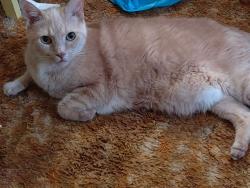 Lost Male Cat last seen W 33rd Street , Parma, OH 44134