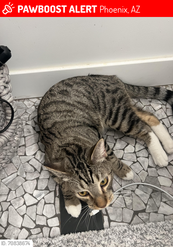 Lost Male Cat last seen Grandview Neighborhood, Phoenix, AZ 85013