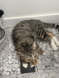 Lost Male Cat last seen Grandview Neighborhood, Phoenix, AZ 85013