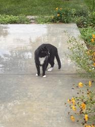Lost Male Cat last seen River Birch Pl and Hemlock, Amarillo, TX 79124