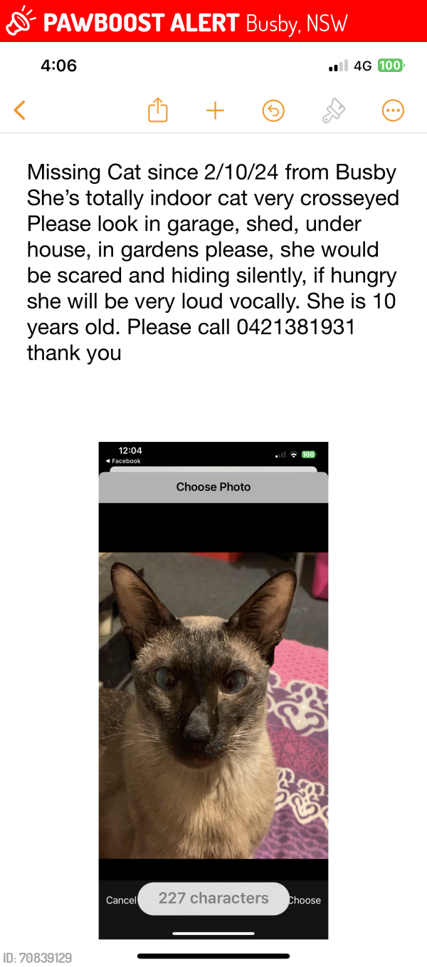 Lost Female Cat last seen Dalkeith Street , Busby, NSW 2168