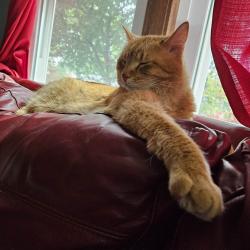 Lost Male Cat last seen Chatsworth and scheffer ave, Saint Paul, MN 55102