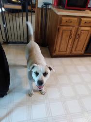 Lost Male Dog last seen Daybreak & Medina Dr, Dallas, TX 75287