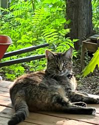 Lost Female Cat last seen Delson Drive/Barnwell Cres/Villeroy Cres, Navan, Ontario, Ottawa, ON K4B