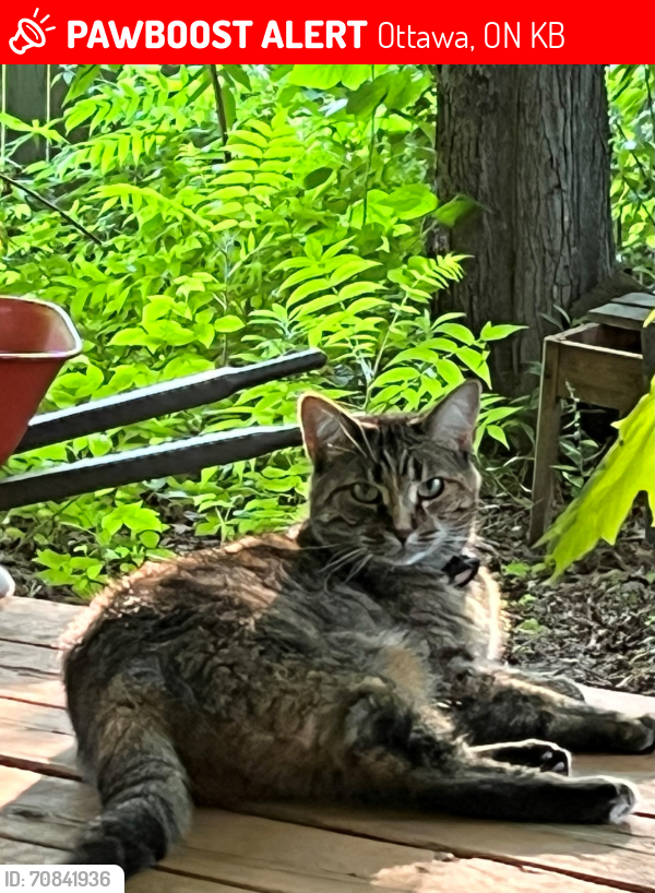 Lost Female Cat last seen Delson Drive/Barnwell Cres/Villeroy Cres, Navan, Ontario, Ottawa, ON K4B