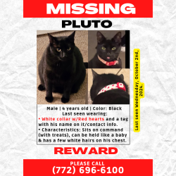 Lost Male Cat last seen Near Old Dixie Hwy SW, Vero Beach, FL 32962, Florida Ridge, FL 32962