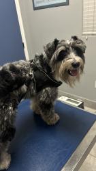 Lost Male Dog last seen Near nw 42st ave , Miami Gardens, FL 33054