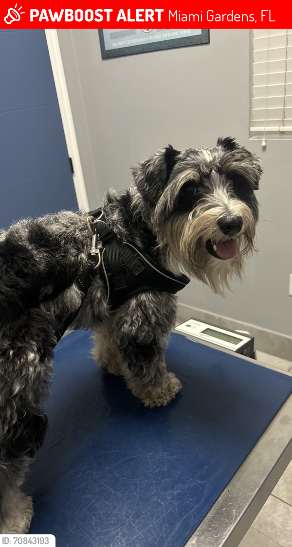 Lost Male Dog last seen Near nw 42st ave , Miami Gardens, FL 33054