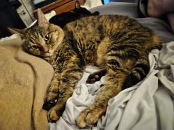 Lost Female Cat last seen Monticello Neighborhood, Fort Worth, TX 76107