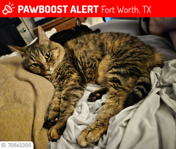 Lost Female Cat last seen Monticello Neighborhood, Fort Worth, TX 76107