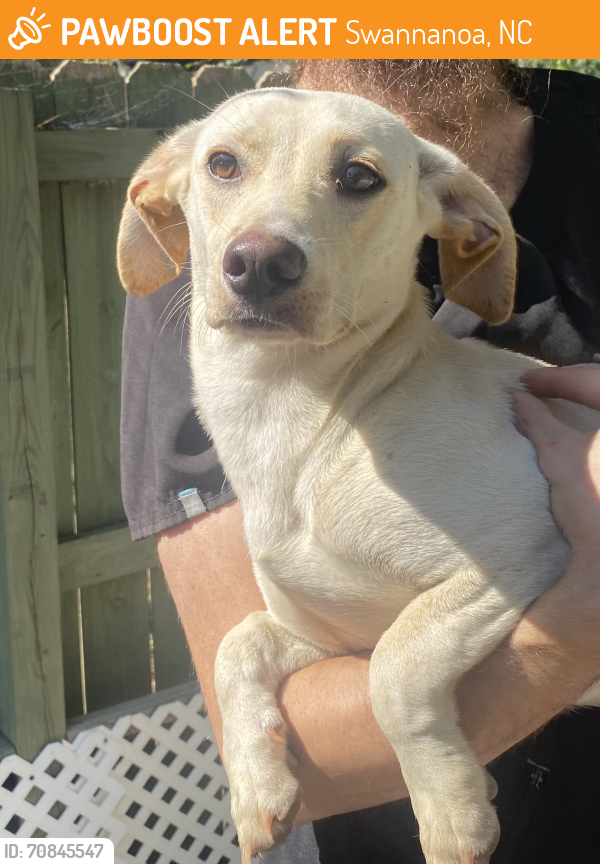 Rehomed Female Dog last seen S station on Warren Wilson Road, Swannanoa, NC 28778