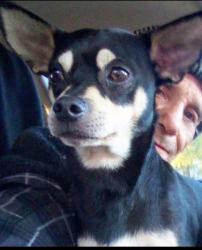 Lost Male Dog last seen IN front of Ralph's Fresh Fare at 845 W. 9TH Street Los Angeles CA. 90015, Los Angeles, CA 90015