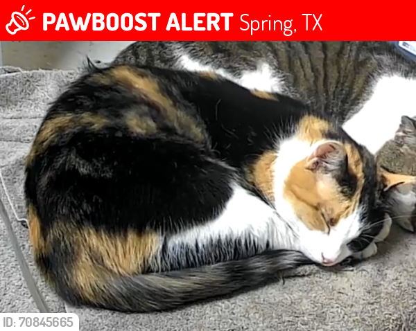 Lost Female Cat last seen Avalon Aqua Way, Spring, TX 77379, Spring, TX 77379