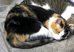 Lost Female Cat last seen Avalon Aqua Way, Spring, TX 77379, Spring, TX 77379