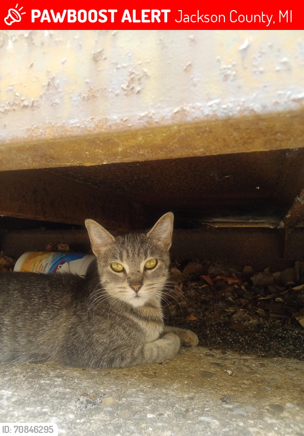 Lost Female Other last seen Walmart Jackson, MI, Jackson County, MI 49203