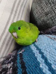 Lost Female Bird last seen Camino Bailen & Avenida Magoria in Escondido, CA, Escondido, CA 92029