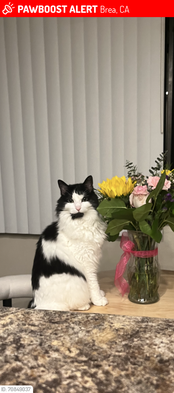 Lost Female Cat last seen Central & Tamarack, Brea, CA 92821