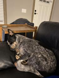 Lost Male Dog last seen Cold Springs Dr and Lindeman, Cherry Hollow Estates, TX 78641