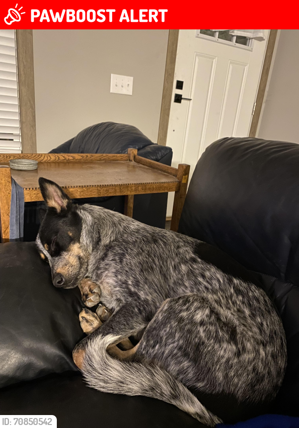 Lost Male Dog last seen Cold Springs Dr and Lindeman, Cherry Hollow Estates, TX 78641