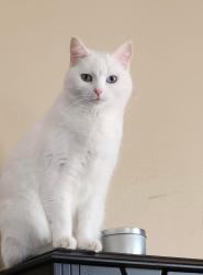 Lost Female Cat last seen Summerwind Wakulla Station, Wakulla County, FL 32327