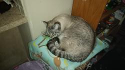 Reunited Male Cat last seen Canby, Canby, OR 97013