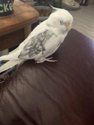 Lost Male Bird last seen Near Sky Mesa and Sky Canyon park, Las Vegas, NV 89124